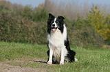 BORDER COLLIE 1400